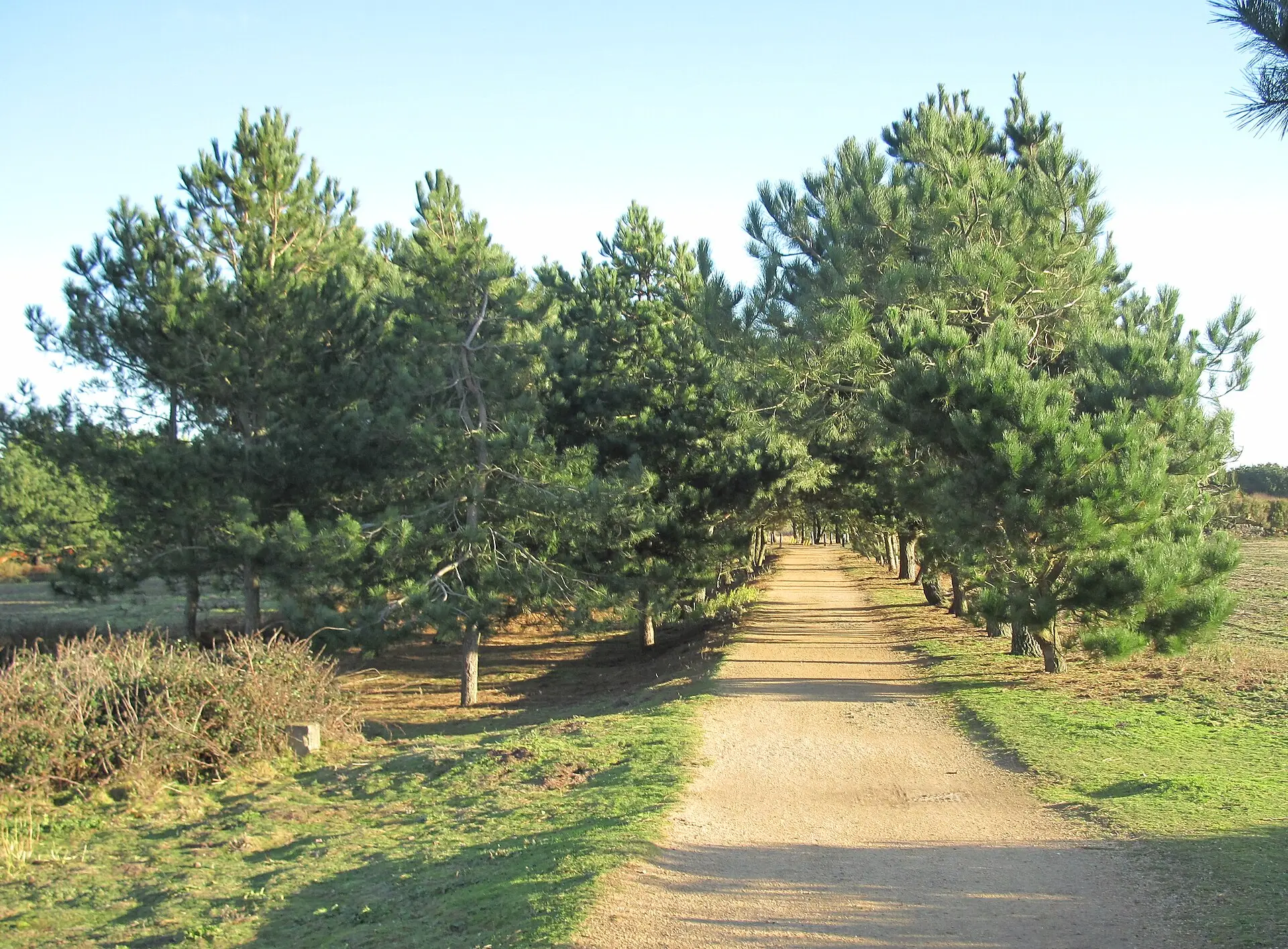 Pine-lined section of the Railway Walk