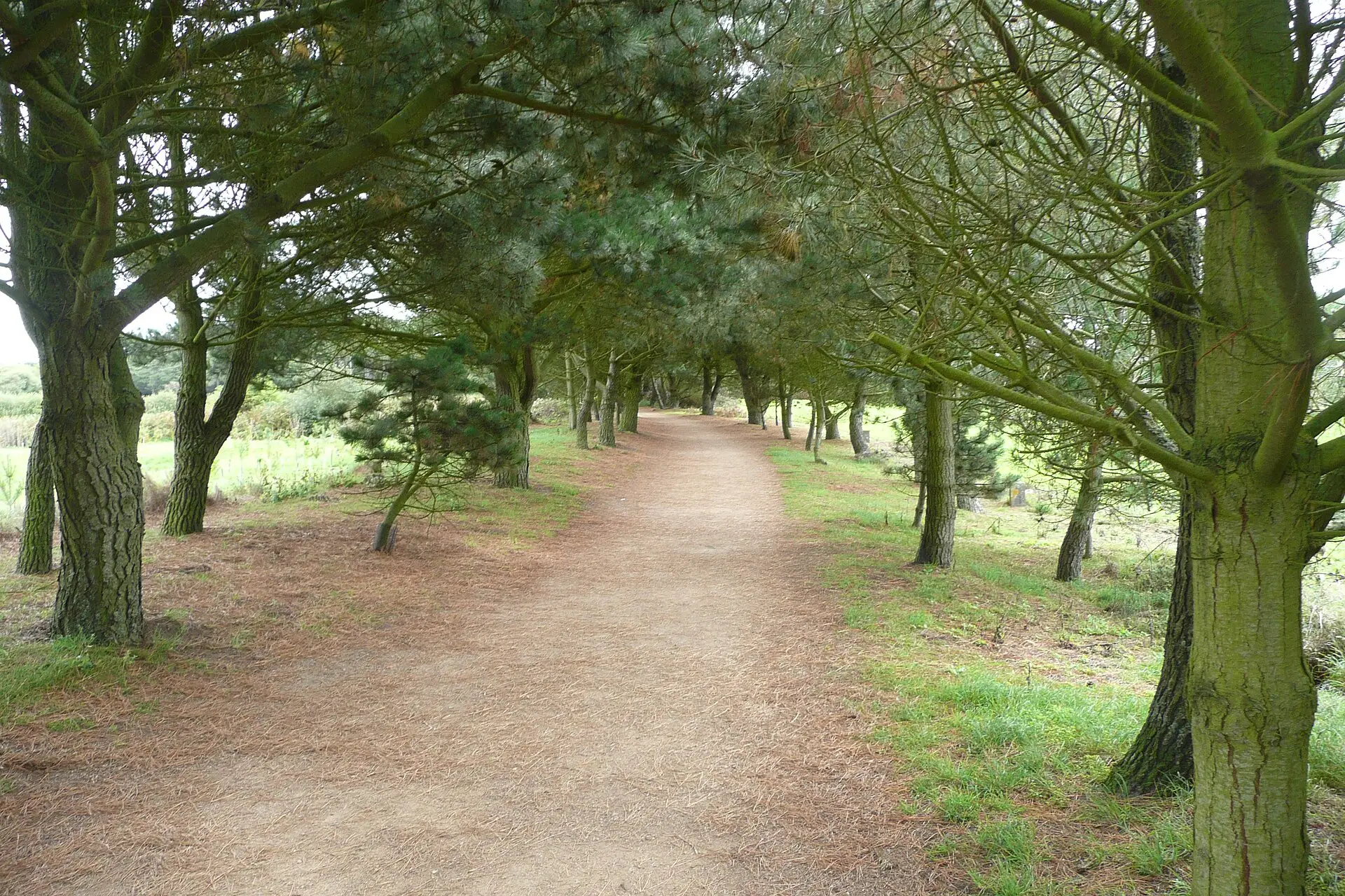 Tree-covered stretch of the Corbière Walk
